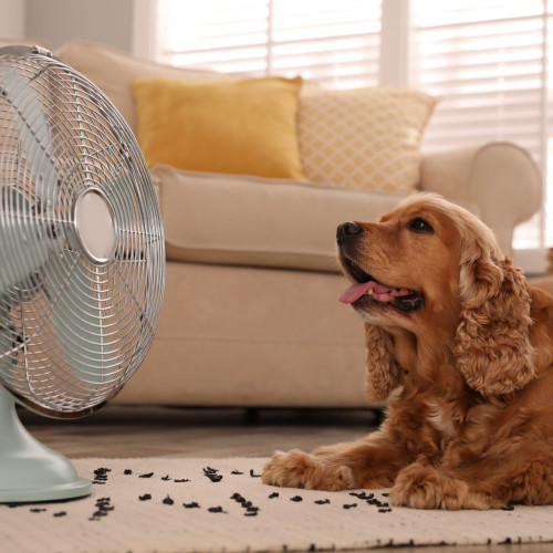 Cum îți păstrezi casa răcoroasă fără aer condiționat