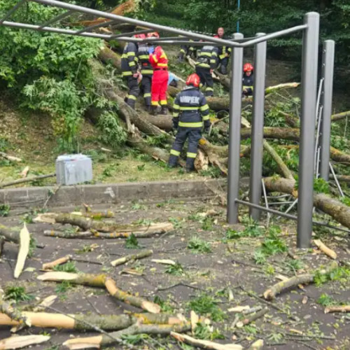 Un bărbat de 27 de ani a decedat după ce un copac a căzut peste el în Brașov