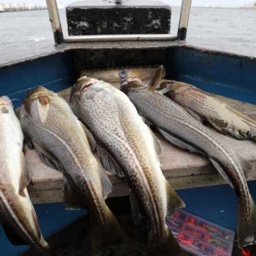 Codul din Marea Baltică s-a micșorat din cauza pescuitului excesiv, arată un studiu recent