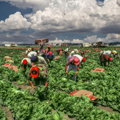 Trump propune un permis temporar pentru imigranții din sectorul agricol