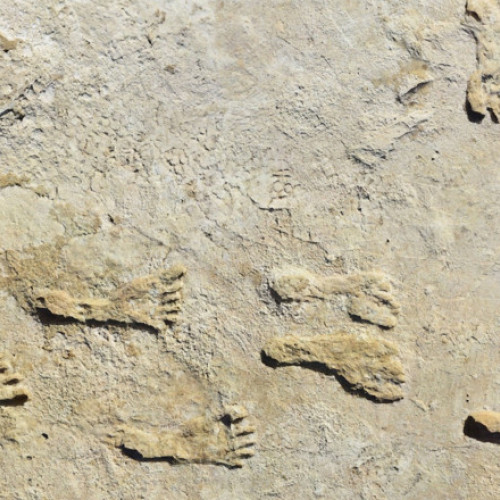 Descoperire revoluționară despre sosirea omului în America de Nord