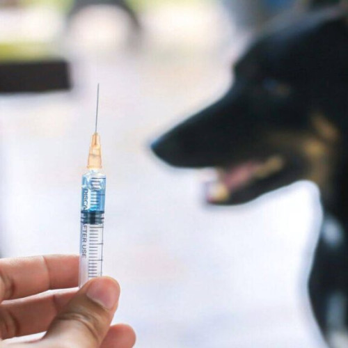 Un caz suspect de rabie readuce în atenție importanța vaccinării preventive