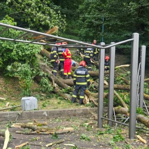 accident grav în brasov: un bărbat de 27 de ani a murit după ce un copac a căzut peste el