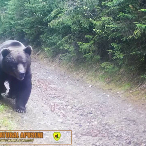 urs observat în localitatea ohaba