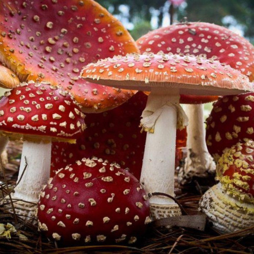 Bărbat decedat și doi membri ai familiei în stări grave după consumul de ciuperci culese din pădure în Iași