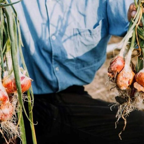 Soia românească, în pericol de dispariție din cauza lipsei de conservare