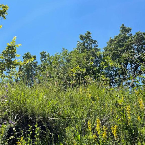 temperaturi peste normal în România în iulie 2025: perioadă caniculară și secetă intensă