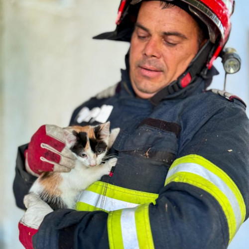 Pompieri din Botoșani au salvat un pui de pisică blocat în copac