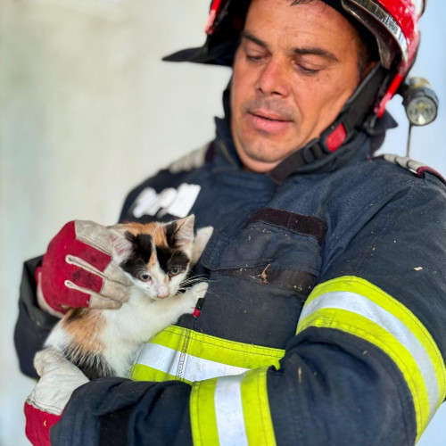 Pompierii din Botoșani au salvat un pui de pisică dintr-un copac înalt de 12 metri