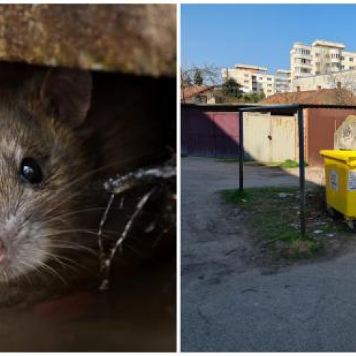 O locatară de pe strada Vanatorului semnalează prezența sobolanilor la ghena de gunoi