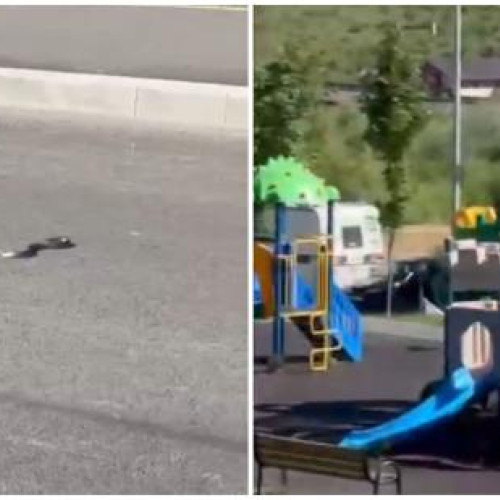 incident cu șarpe într-un parc de joacă din Cluj