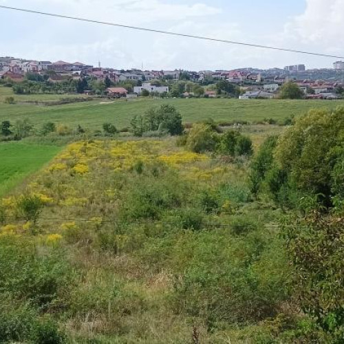 Prevederi stricte pentru combaterea ambroziei pe terenurile din județul Cluj