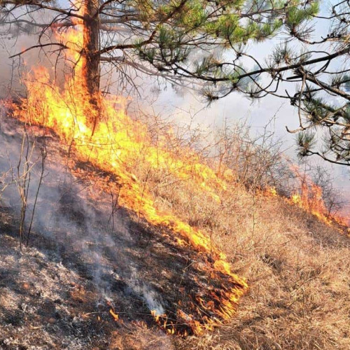 Incendiu de vegetație în localitatea Strungari