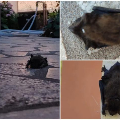 Lilieci invada curtea unei femei din Cluj-Napoca