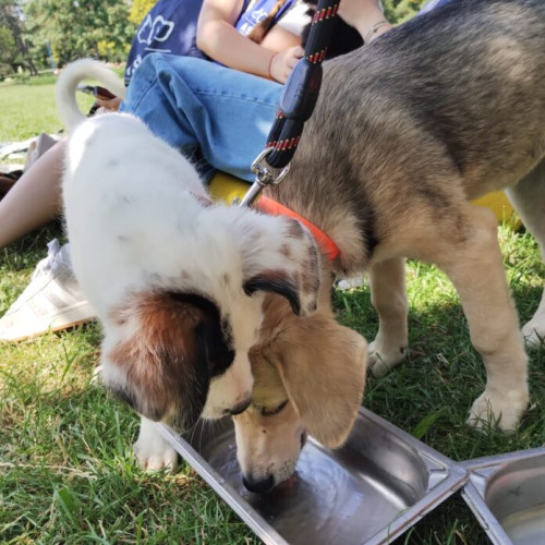 Târg de adopții pentru animale în parcul Herăstrău din București