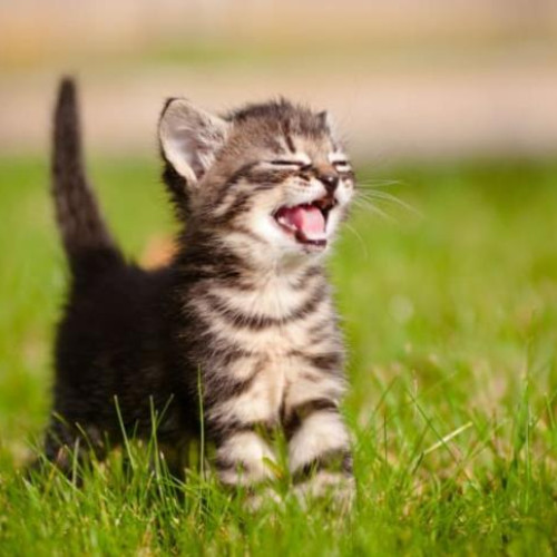 clujul începe să accepte serviciile de pet sitting pentru animale de companie