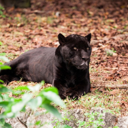 animal salbatic sau caine mare? autoritățile din bulgaria și românia nu sunt sigure despre presupusa panteră neagră