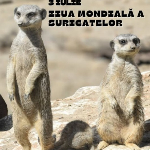 Ziua mondială a suricatelor celebrată la Zoo Brașov cu activități pentru familie