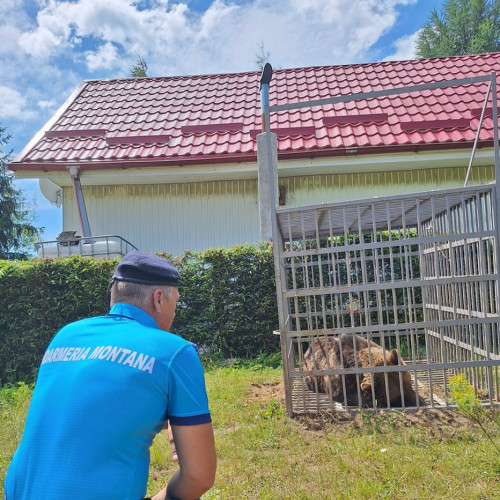 Ursoaia relocată în zona sigură după avertismentele repetate