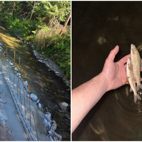 poluare masivă pe râul arieșul mare în urma dezastrului din zona araseni