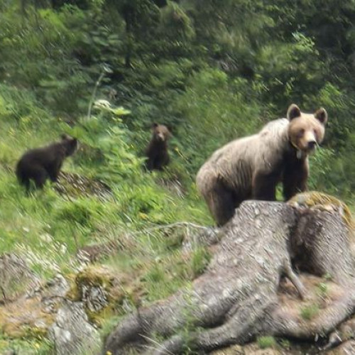 Avertisment pentru turiștii care urcă spre Padina Crucii