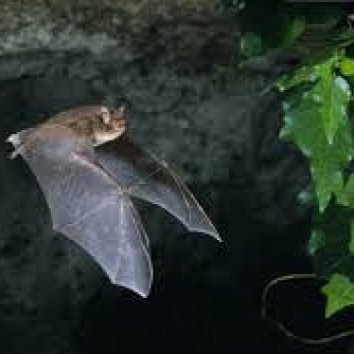 Protecția liliecilor a devenit una dintre cele mai settle probleme de mediu, având în vedere impactul pe care dispariția acestor specii îl are asupra echilibrului ecologic. În special speciile europene sunt foarte vulnerabile, din cauza modului lor de viață, precum hibernarea în timpul iernii și perioadele sensibile în colonii de maternitate. Activitățile umane, precum construcțiile și globalizarea, amenință și ele habitatul acestor animale, distrugând colonii din clădiri sau parcuri urbane, notează satumareonline.ro.