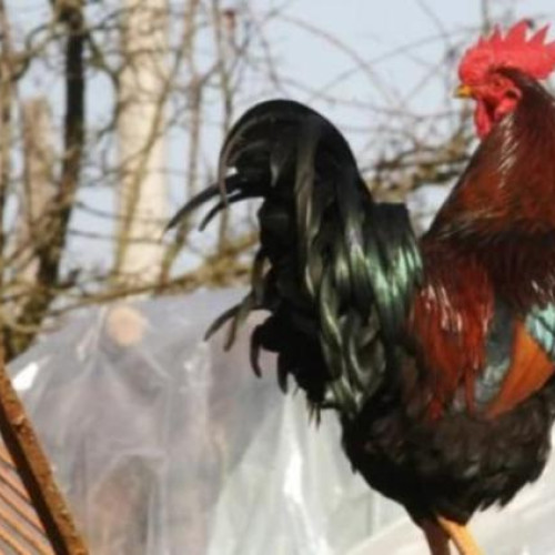 Cocosul zgomotos din Calea Turzii tulbură liniștea localnicilor