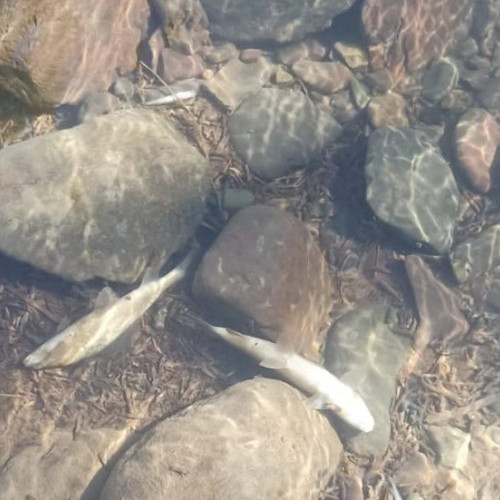 Poluare gravă în râul Aries din Parcul Natural Apuseni