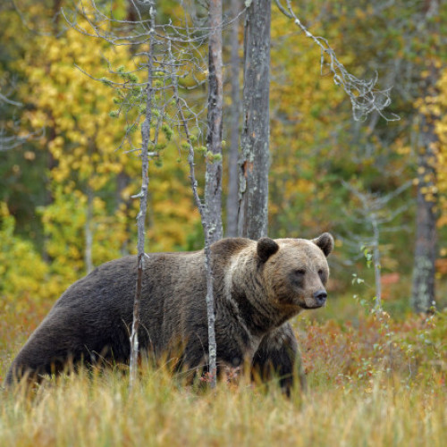 Un motociclist ucis de un urs pe Transfăgărășan
