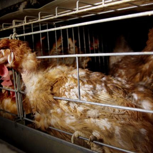 se dezastre în condiții inumane ale găinilor vândute în Cluj