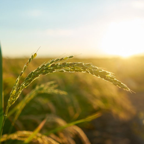 Proiect de cercetare privind impactul fondurilor europene asupra agriculturii din România