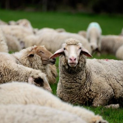 APIA va implementa subvenții în 2024: Prag minim de plată de 150 de euro pentru crescătorii de animale