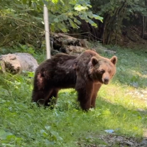 Urs agresiv impuscat pe Transfagarasan după un incident tragic cu un turist italian