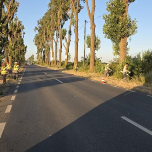 Campanie de combatere a ambroziei continuă în județul Ilfov