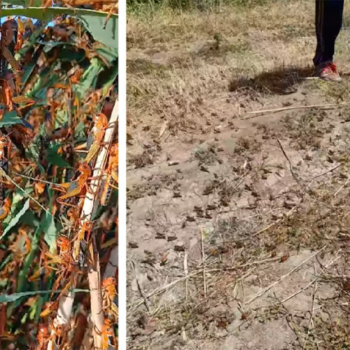 Invazie de lacuste în Delta Dunării, zona protejată UNESCO