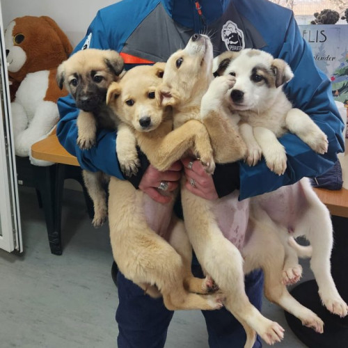 targ de adopții de câini și pisici în parcul "Regele Mihai I" în București