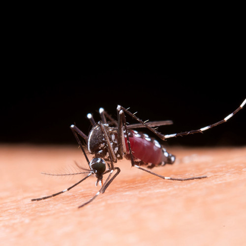 Primul caz de virus West Nile confirmat în România în vara lui 2025