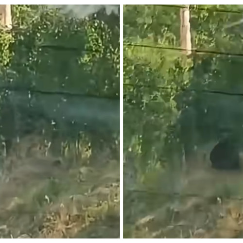 Un urs a fost văzut pe drumul spre Fizesu Gherlii, în județul Cluj, într-o dimineață de sâmbătă, iar pasagerii dintr-o mașină au avut parte de o întâlnire neașteptată. Potrivit localnicilor, animalul s-a plimbat pe marginea drumului, lângă un gard, și a fugit când au apărut oamenii. Fratele unei localnice, care se îndrepta spre pescuit, a spus că "a fost surprins să vadă ursul fuge pe lângă el."