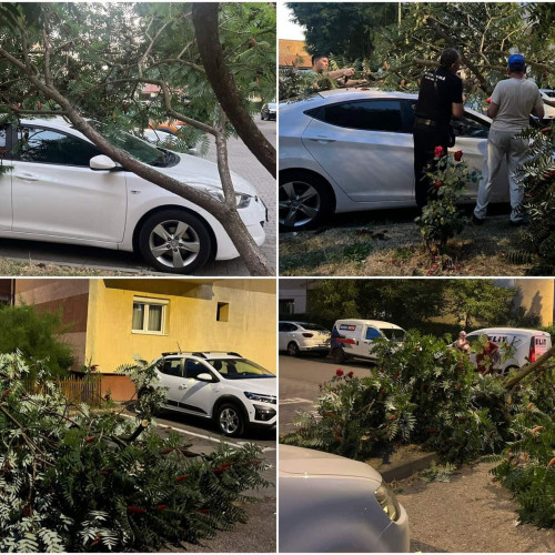 Un copac doborât a avariat un autoturism pe strada Petru Maior din Alba Iulia