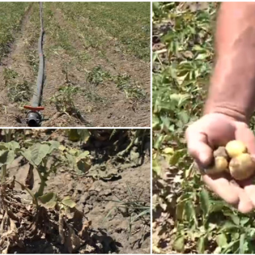 Seceta afectează grav culturile de cartofi din Covasna