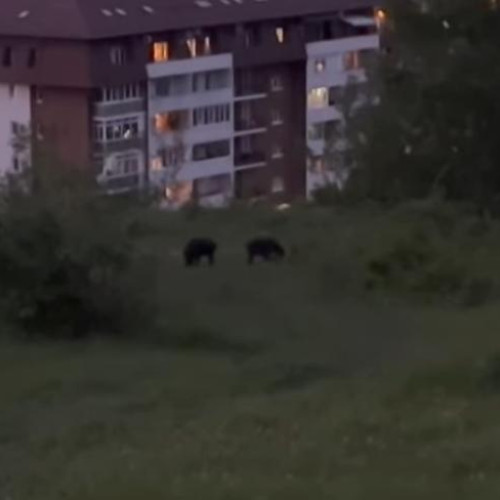 Mistreți văzuți aproape de zone rezidențiale în cartierul Borhanci, Cluj-Napoca