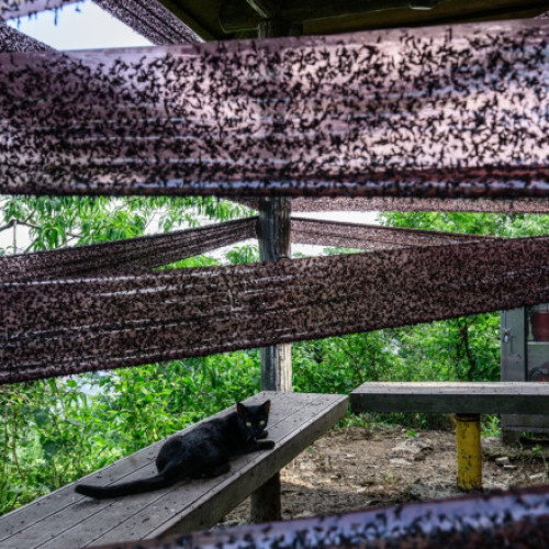 Invazie de lovebugs în Coreea de Sud, provocând disconfort în Seul și Incheon