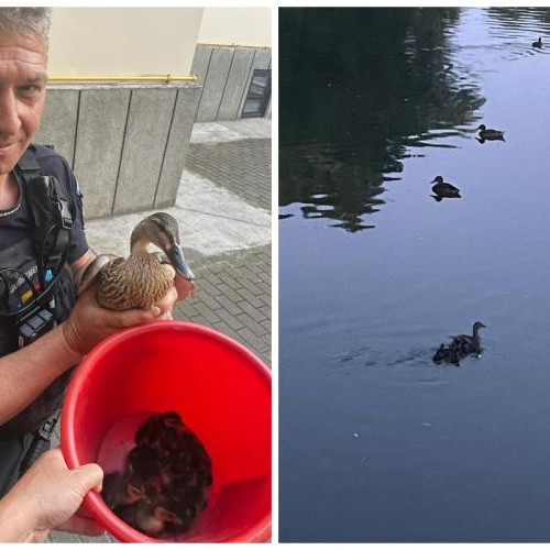 O rata curajoasă și cei nouă boboci ai săi au fost surprinși pe trotuarul din fața Curții de Conturi din Cluj-Napoca