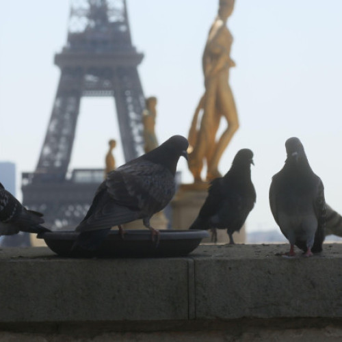 Mai multe zone din Paris au rămas fără curent electric sâmbătă, din cauza temperaturilor extreme și a unor probleme în rețeaua electrică. Operatorul Enedis a confirmat că incidentele au afectat în special Galeriile Lafayette și clădirile Adunării Naționale.