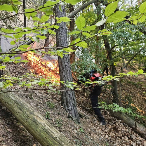 Incendiu de pădure pe DN 67C, între Laz și Căpâlna