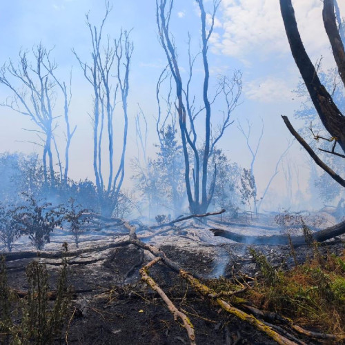 Incendiu de vegetație în apropierea localității Chilia, Tulcea