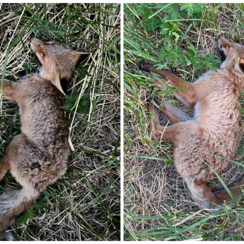 Trei cazuri suspecte de vulpi otrăvite în Cluj-Napoca
