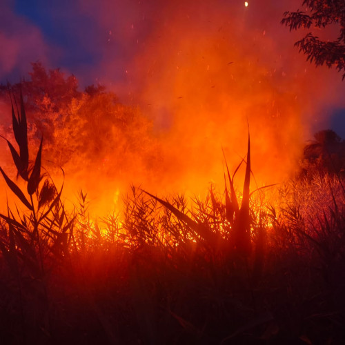 Incendiu de amploare în Delta Dunării, focul reaprins din cauza condițiilor meteo
