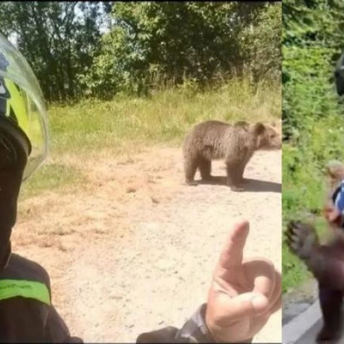 autoritațiile refuza responsabilitatea pentru cei trei pui de urs orfani de pe Transfăgărășan