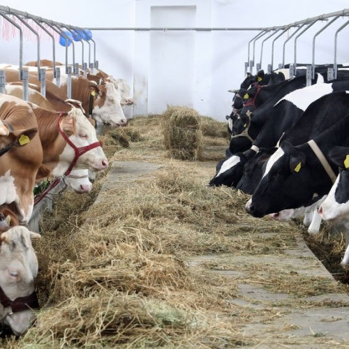 Fermierii din Iași, beneficiare ale unui sprijin financiar pentru ameliorarea raselor de animale